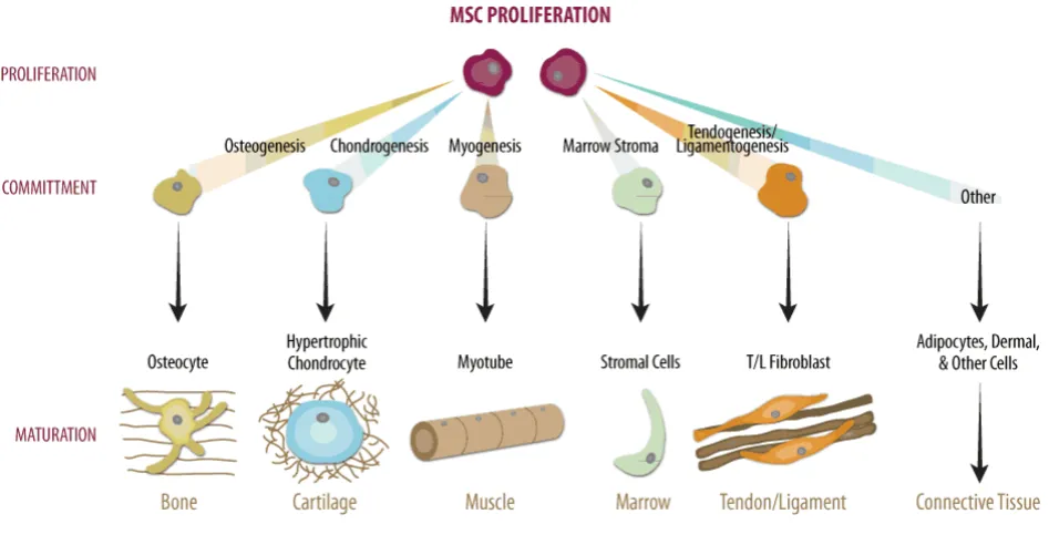 Figure 1.2 Differentiation pathways of stem cells derived from the mesenchyme.Taken from https://www.rndsystems.com/resources/.