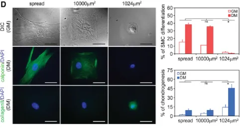 Figure 2.5 Cell shape mediated changes in differentiation using micro-patternedislands [148]