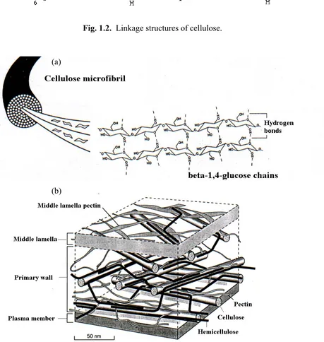 Fig. 1.2.  Linkage structures of cellulose. 