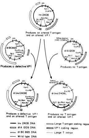 FIG. 3. Organization and origin of SV40 sequences in mutants dl(inv)2408E and dl(inv)2408L.