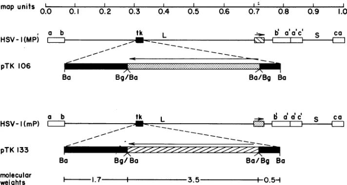 FIG._ -ThewasfragmentsendonucleasesrespectsequencesequenceHSV-1(mP).1. Maps of the HSV-1(MP) and HSV-1(mP) genomes and of the plasmids used in these studies
