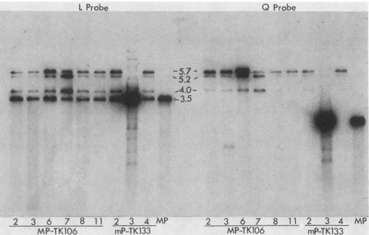 FIG. 3.orientationthewithininsertionrespectindicated Results of intermolecular and intramolecular recombination between the two BamHI-L sequences present at different loci in the mutants