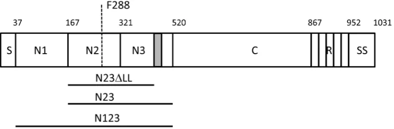 Figure 2. Binding of SpsD proteins to extracellular matrix or plasma proteins. (A), ligands were coated onto the surface of microtiter platesrabbit anti-mouse antibodies