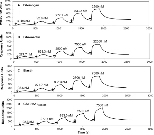 Figure 8. Surface Plasmon Resonance analysis of the interaction of SpsD167–519with goat anti-GST IgG