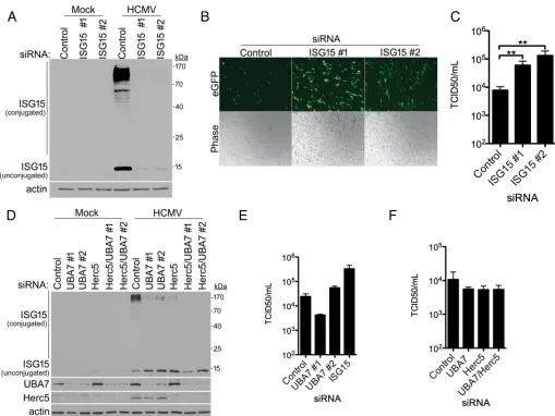 FIG 2 Preventing ISG15 accumulation enhances HCMV replication. (A) NHDFs were transfected with a nonsilencing (control) or ISG15-speciﬁc siRNA (ISG15 no.and spread