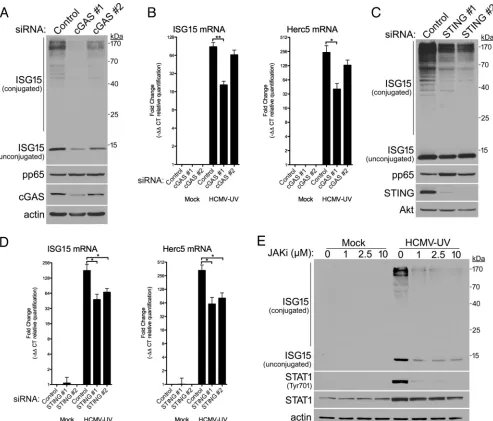 FIG 3 Dependence of HCMV-induced ISG15 accumulation and conjugation upon cGAS, STING, and interferon signaling