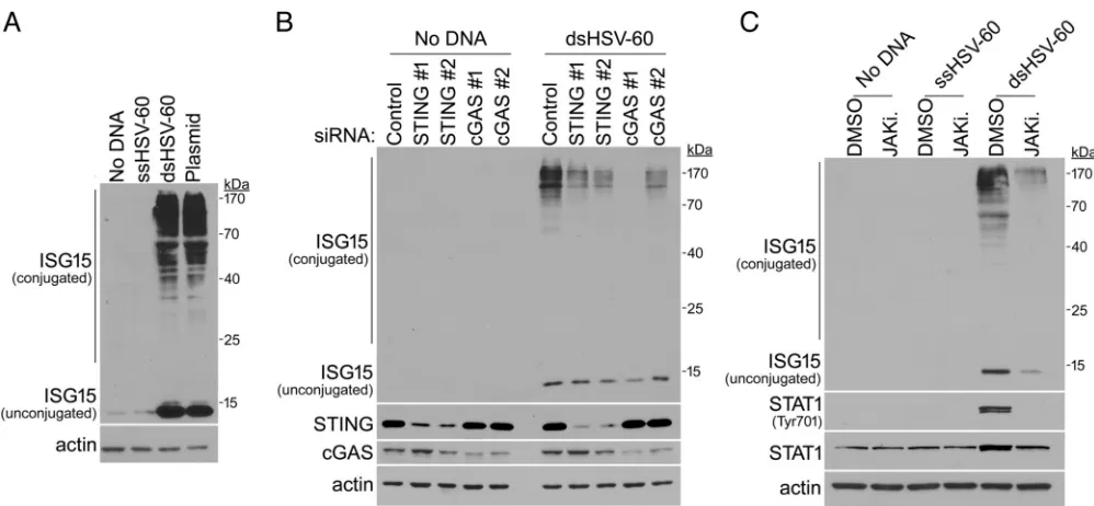FIG 4 Triggering of cGAS-STING- and interferon signaling-dependent ISGylation in uninfected cells by dsDNA