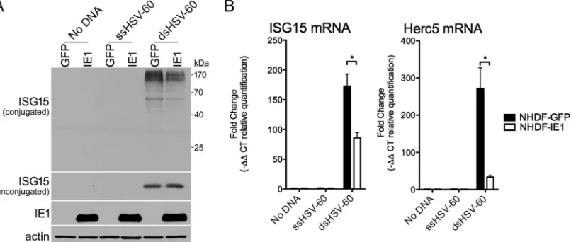 FIG 5 Suppression of dsDNA-induced ISGylation by HCMV IE1. NHDFs stably expressing eGFP or HCMV IE1 were transfectedt(loading control)