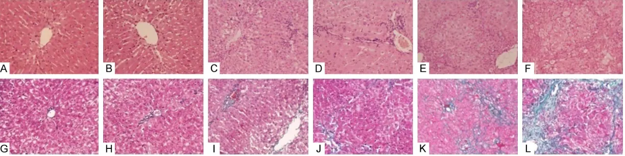 Figure 1. A-F. The histological characteristics of liver tissue in rabbits were assessed by HE staining, magnification ×200