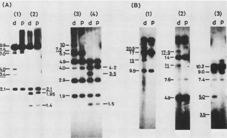 FIG. 5.EcoRIofinrecombination.structuresites duplications Analysis of the EcoRI H region in stocks of SP22-4