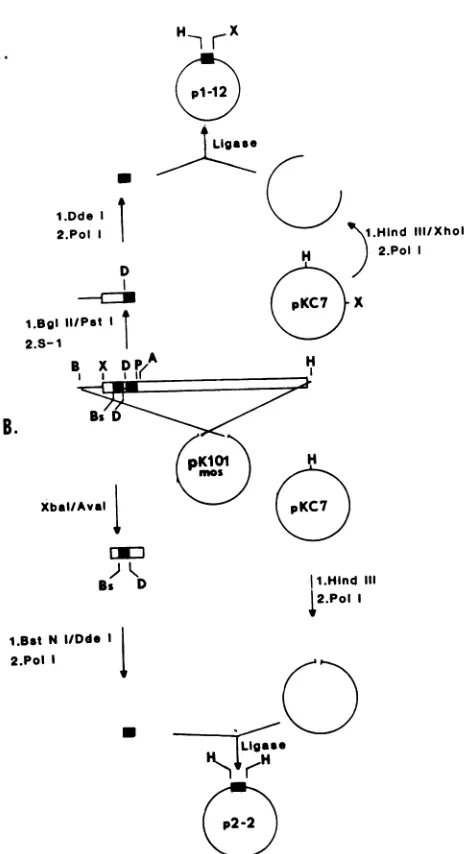 FIG.1.genemostionofscribedinsertioninsertionligation,Klenow E. Construction of primers for DNA sequencing