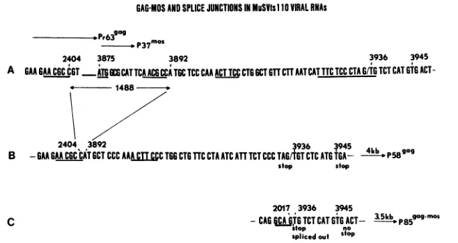 FIG. 7.AACGCCinitiationacceptorMuSV-349MuSVts110Sequence Comparison of the MuSV-349 5.2-kb RNA, MuSVtsllO 4-kb RNA, and MuSVtsllO 3.5-kb RNA sequences