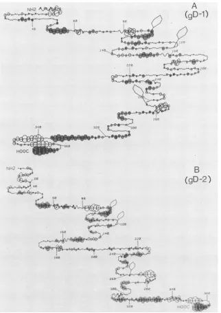 FIG.1.computeropenevaluatedTheresidue Predicted secondary structure and hydrophilicity maps of gD-1 (A) and gD-2 (B)