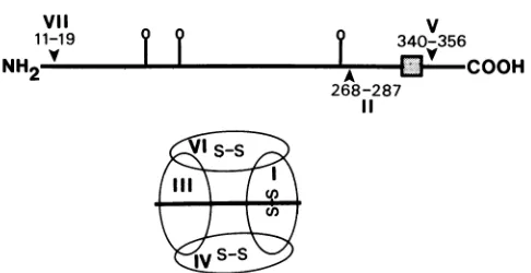 FIG. 7.The(asdiscontinuousbindingS-Scompetition Topographic map of HSV-1 gD. The positions of epitopes to MCAb in groups VII, I1, and V are shown