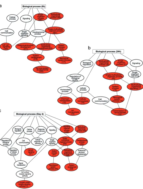 FIG 7 Signiﬁcantly enriched gene ontology (GO) biological process among upregulated genes in NS5-69-redirected T cells compared to NS3-H4-redirected cellsat time points 6 h (a), 24 h (b), and day 4 (c)