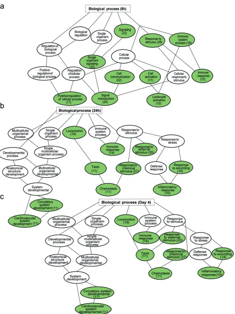 FIG 8 Signiﬁcantly enriched gene ontology (GO) biological process among downregulated genes in NS5-69-redirected T cells compared to NS3-H4-redirected cells at time points 6 h (a), 24 h (b), and day 4 (c)