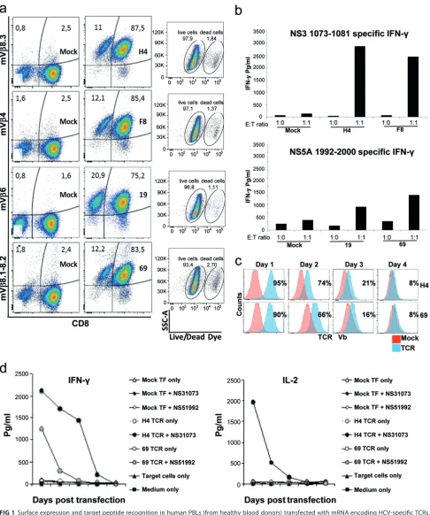 FIG 1 Surface expression and target peptide recognition in human PBLs (from healthy blood donors) transfected with mRNA encoding HCV-speciﬁc TCRs.
