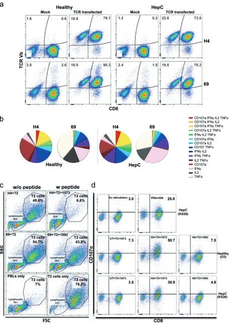 FIG 2 TCR mRNA redirection of PBLs from chronically infected HCV patients and healthy donors