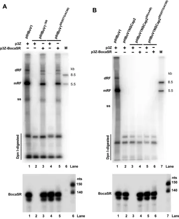 FIG 6 DNA replication and BocaSR detection of HEK293 cells transfected with pIHBoV1-based and pHBoV1NSCap2-pIHBoV1or pBocasRbased mutants