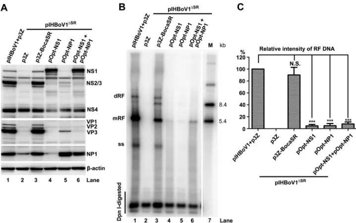 FIG 7 Overexpressed NS1 and NP1 proteins do not rescue viral DNA replication of pIHBoV1Expression of viral proteins in transfected cells harvested at 48 h postinfection