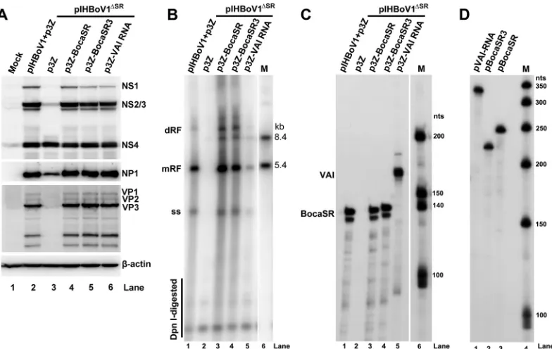 FIG 8 Fully restored NS1 and NP1 proteins do not rescue viral DNA replication. HEK293 cells were cotransfected with pIHBoV1analysis of viral proteins