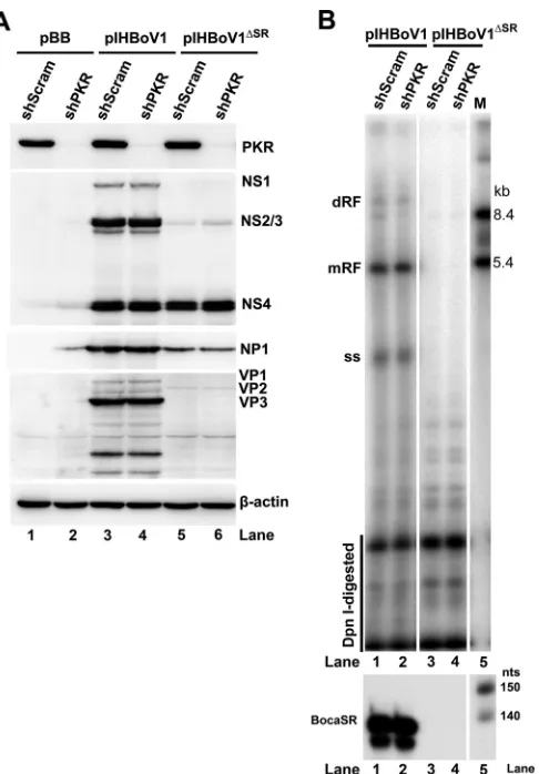 FIG 10 Effects of PKR knockdown on expression of HBoV1 protein and replication of the HBoV1 DNA inthe pIHBoV1 mutant with a deletion of BocaSR