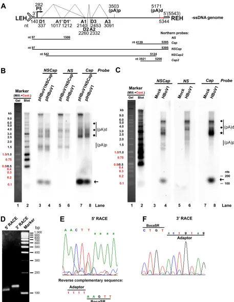 FIG 1 HBoV1 encodes a novel nonpolyadenylated small RNA. (A) Schematic diagram of the HBoV1 genome