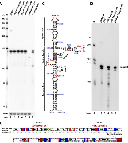 FIG 2 HBoV1-encoded BocaSR is transcribed from an intragenic Pol III promoter. (A) Identiﬁcation of the BocaSR-transcribing region byCLUSTALW-based sequence alignment