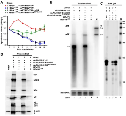 FIG 4 Virus replication in HBoV1rAAV/HBoV vector at an MOI offrom at least three infected HAE-ALI cultures for each virus infection and quantiﬁed for DRP by qPCR