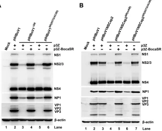 FIG 5 HBoV1 protein expression analysis of HEK293 cells transfected with pIHBoV1-based andtion