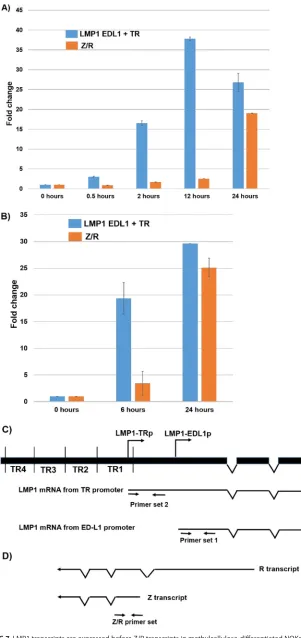 FIG 7 LMP1 transcripts are expressed before Z/R transcripts in methylcellulose-differentiated NOKs-Akatacells