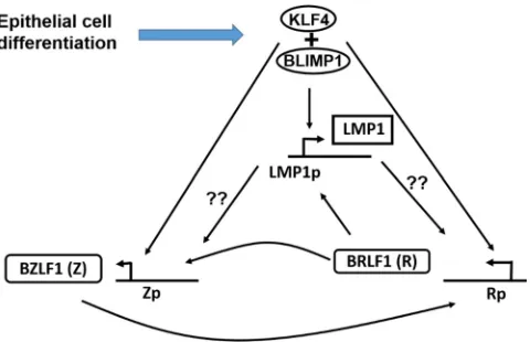 FIG 9 Proposed model depicting the effects of epithelial cell differentiation on the EBV lytic reactivationcascade
