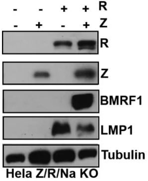 FIG 2 R activates LMP1 expression in EBV-infected epithelial cells. HeLa cells infected with a Z/R/BRRF1-deleted EBV mutant (Hela Z/R/Na KO) were transfected with either control vector or Z and R expressionvectors (either alone or in combination), as indic