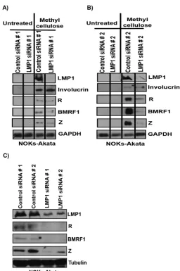 FIG 3 LMP1 is required for the ability of cellular differentiation to induce lytic EBV reactivation efﬁcientlyexpression of viral proteins (LMP1, Z, R, and BMRF1) and the cellular proteins involucrin andglyceraldehyde-3-phosphate dehydrogenase (GAPDH) (as 