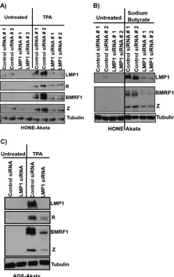 FIG 4 LMP1 is required for efﬁcient chemically induced lytic reactivation in epithelial cells