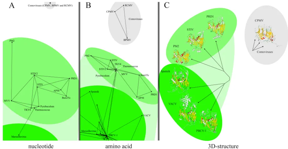 FIG 1 Nucleotide (coding) sequence (A), amino acid sequence (B), and structural similarities (C) detected between PRD1-adenovirus lineage viraltypes of analysis produce the same global connectivity patterns and yet also exhibit differences at the level of 