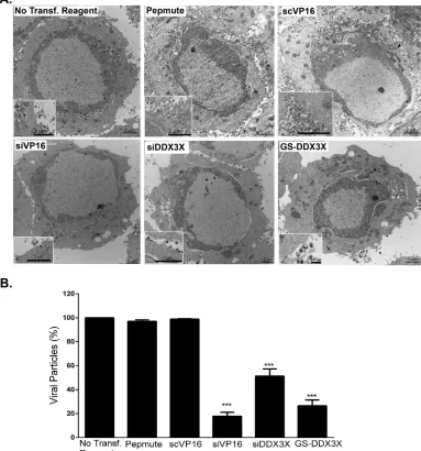 FIG 10 DDX3X plays a role in viral assembly. HeLa cells were either transfected with siDDX3X, siVP16, GS-DDX3X or justMaterials and Methods) to be observed by electron microscopy
