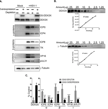 FIG 11 Effect of depletion or overexpression of DDX3X on HSV-1 gene expression. (A) HeLa cells seeded in six-well plates were transfected