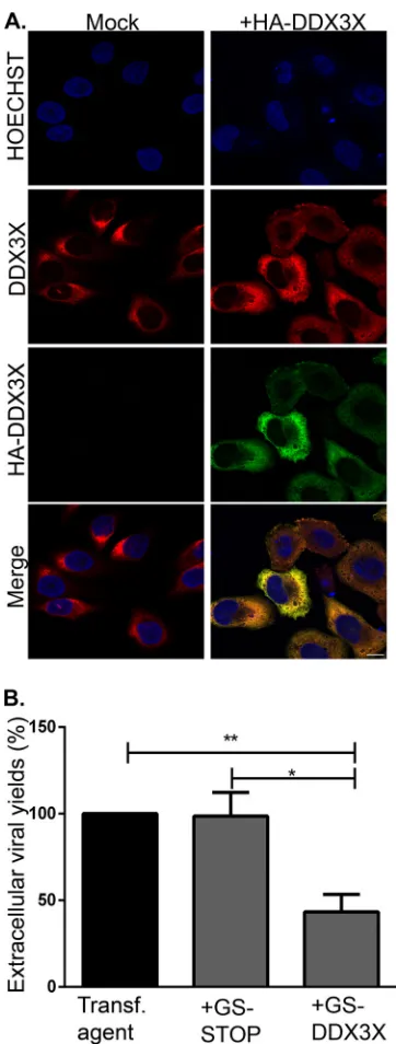 FIG 2 (A) Overexpressed DDX3X colocalizes with endogenous DDX3X. HeLa cells grown on coverslipswere mock treated or transfected with pSG-N-4xHA-TEV-N-term DDX3X for 24 h
