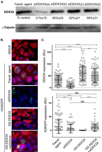 FIG 3 (A) RNA interference efﬁciency. HeLa cells seeded in 24 wells were individually transfected for 48Ph with each of the different siRNAs against DDX3X (a, b, c, and d) that are present in the SMARTpool