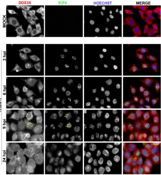 FIG 6 Time course of DDX3X aggregation. HeLa cells grown on coverslips were infected with wild-typeresults are representative of two individual experiments