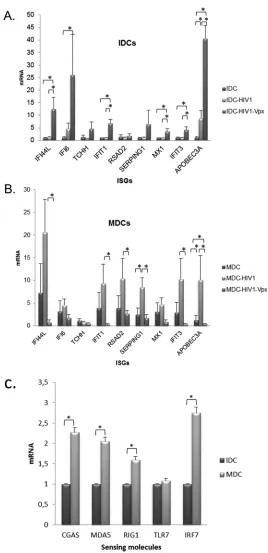 FIG 5 Changes in ISG expression during productive and restrictive dendritic cell infection