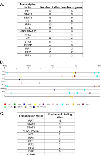 FIG 6 Transcription factor binding elements of ISGs deregulated during IDCs infection