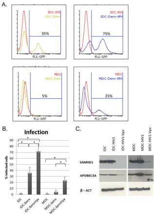 FIG 1 Impact of Vpx on HIV-1 restriction in immature and mature dendritic cells. (A) Human IDCs and