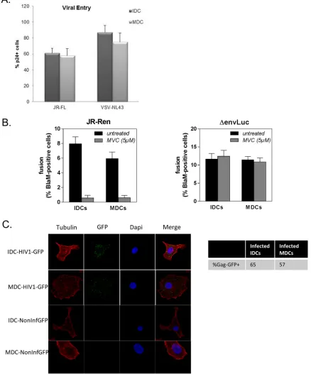FIG 2 (A) Viral entry was quantiﬁed by detection of intracellular Gag-p24 by ﬂow cytometry in human IDCs and MDCs that were infectedfor 8 h with a pNL4.3-Δenv viral clone pseudotyped with VSV-G and JR-FL HIV-1 virus