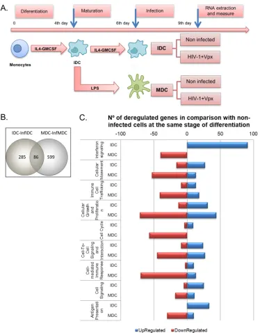 FIG 3 Productive infection of IDCs and MDCs modiﬁes different expression patterns. (A) Time schedule of differentiation,probes with aderegulated genes detected in IDCs and MDCs in comparison with noninfected cells in the same stage of differentiation.Overa