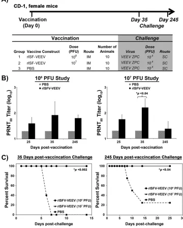 FIG 8 Dose titration and duration of efﬁcacy of the rISFV-VEEV vector. (A) Outline of the study design in CD-1 mice.Animals were vaccinated with 108 or 107 PFU and challenged with lethal VEEV-ID at 35 and 245 days postinfection.(B) Neutralizing antibody re