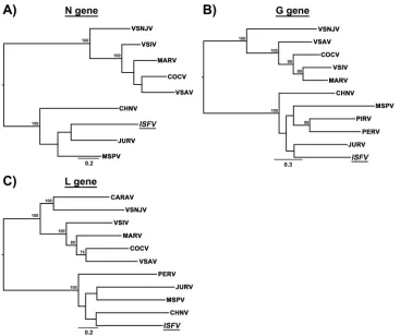 FIG 1 Midpoint-rooted maximum likelihood tree based on nucleotide sequences of the N, G, and L genes.Bootstrap values of �75% are shown at internal nodes