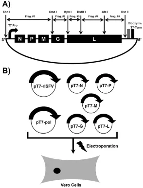 FIG 2 (A) Schematic diagram of the strategy utilized to generate the rISFV genomic cDNA clone