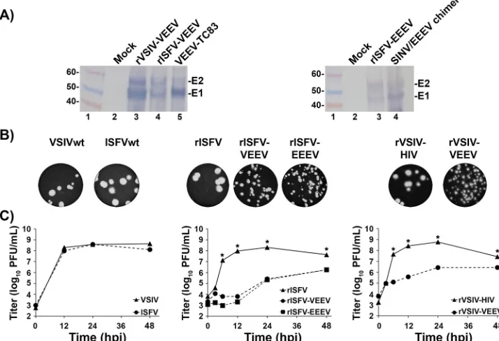 FIG 3 Schematic diagrams of the genetic organization and nomenclature of rISFV and rVSIV vectors